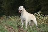 IRISH WOLFHOUND 075